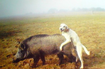 Hunting-dog-fail.jpg